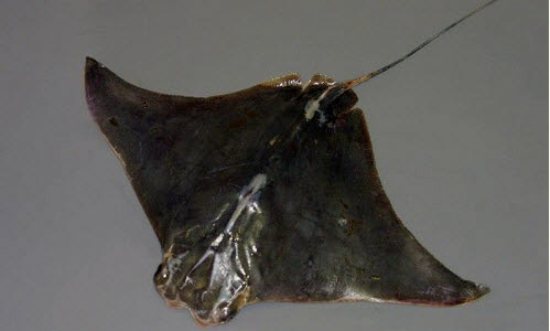 Rhinoptera marginata_03.jpg